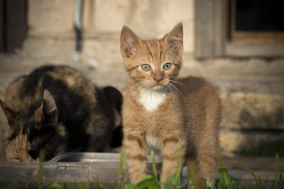 Ginger male hot sale kitten